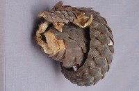 臺灣鯪鯉藏品圖，第4張